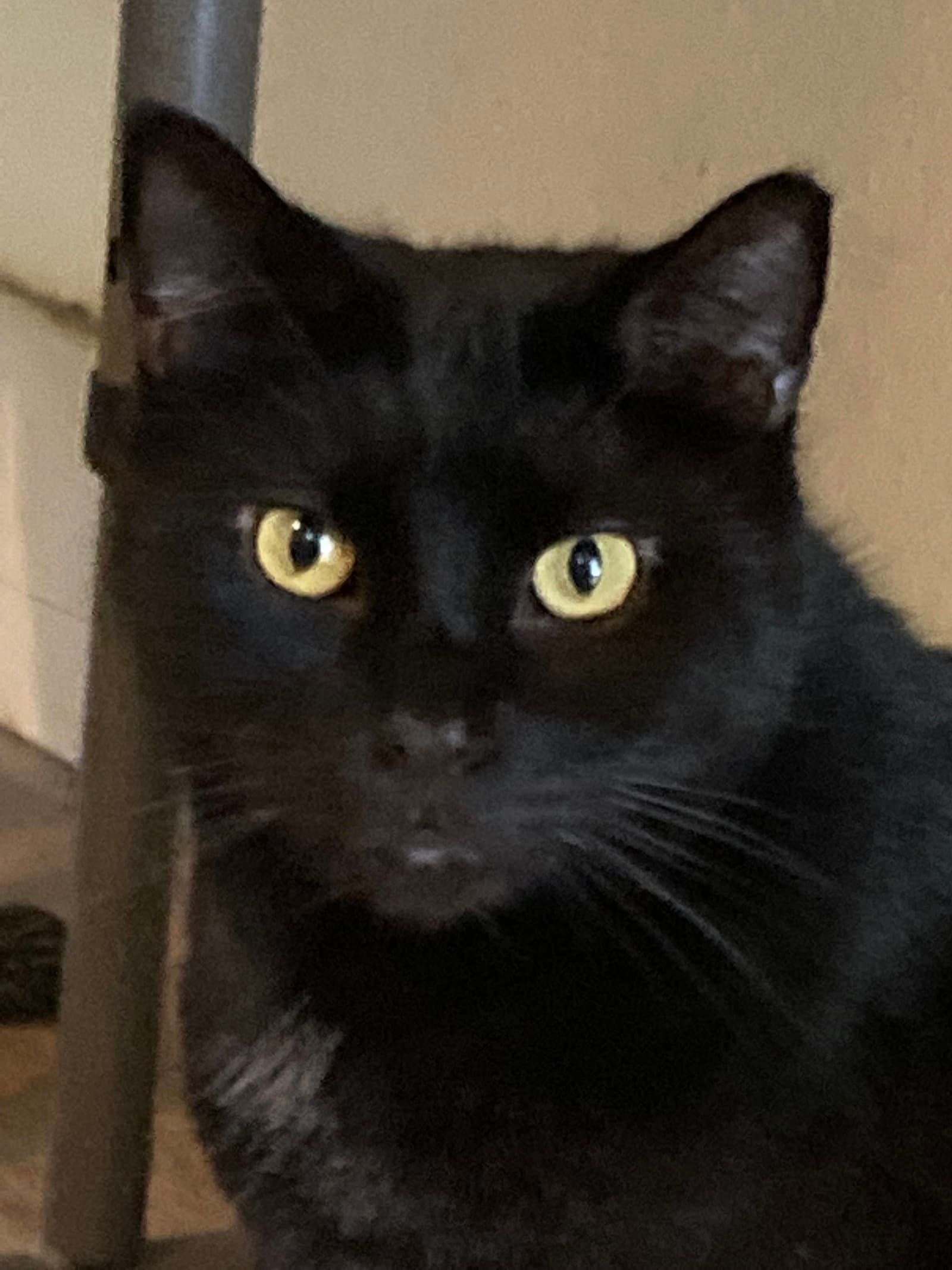 JuJu