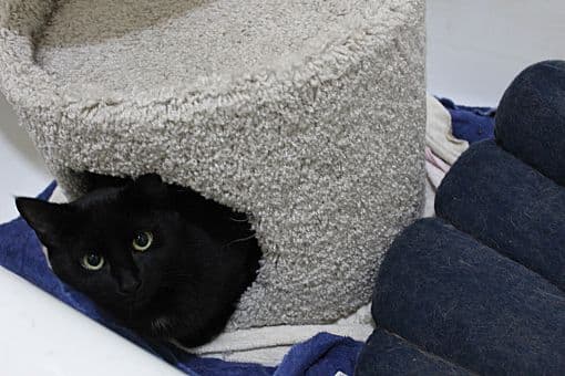 Buster Bonded with Ray Ray