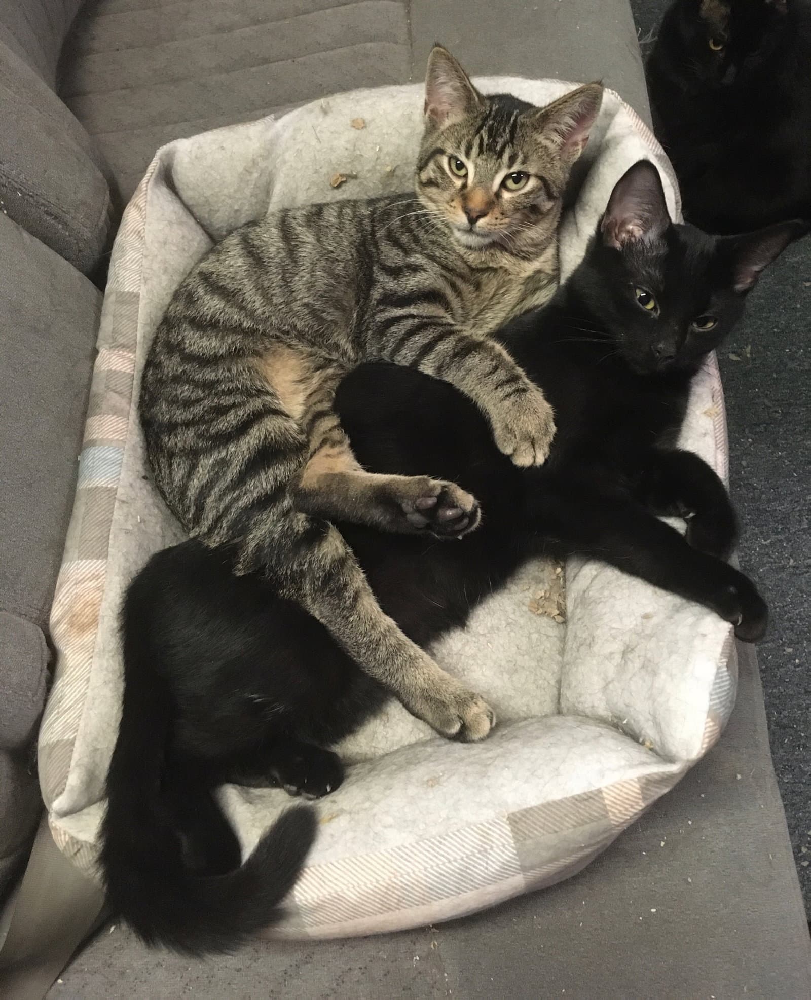 Ricardo bonded with Midnight