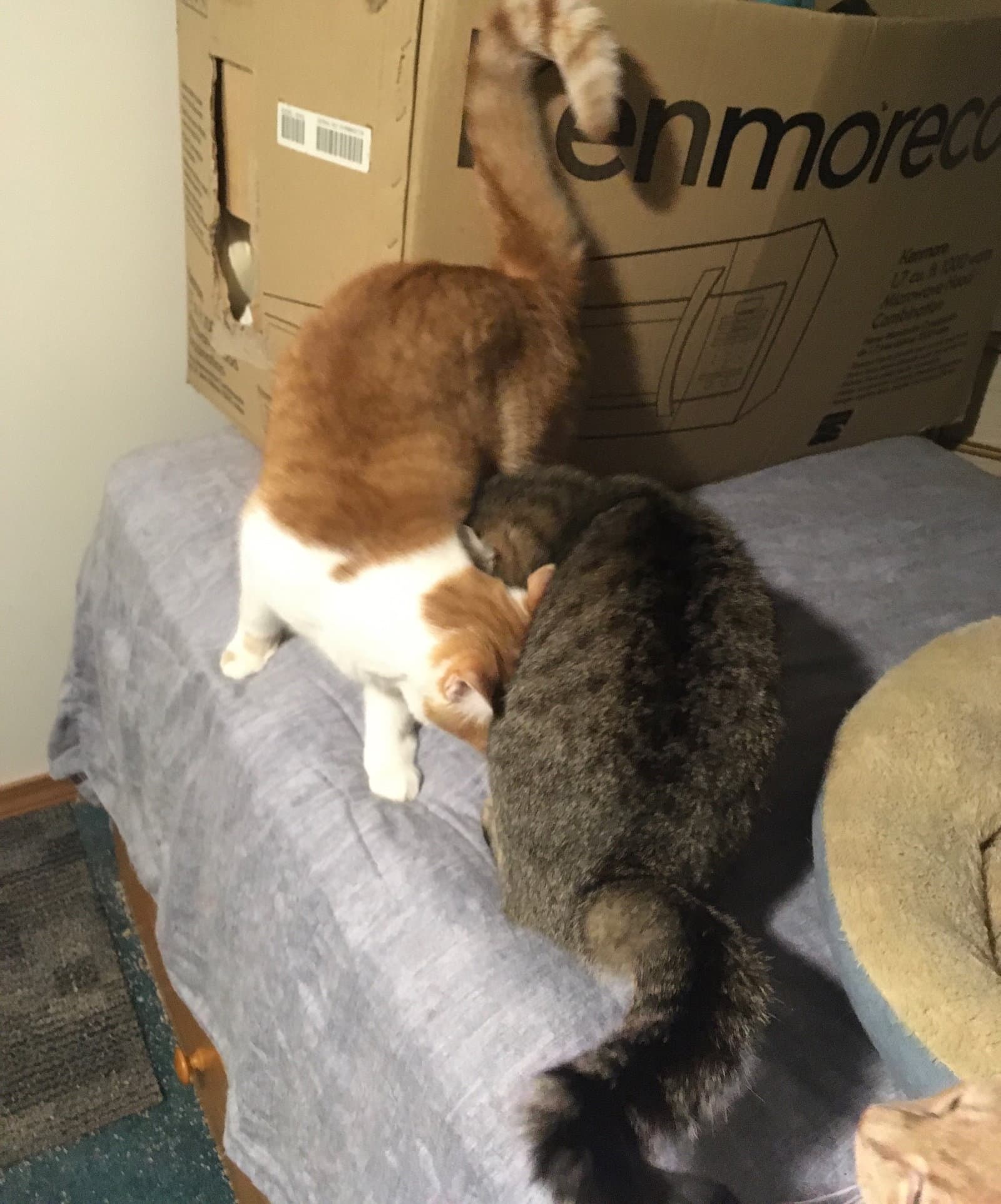 Buttercup bonded with Machado