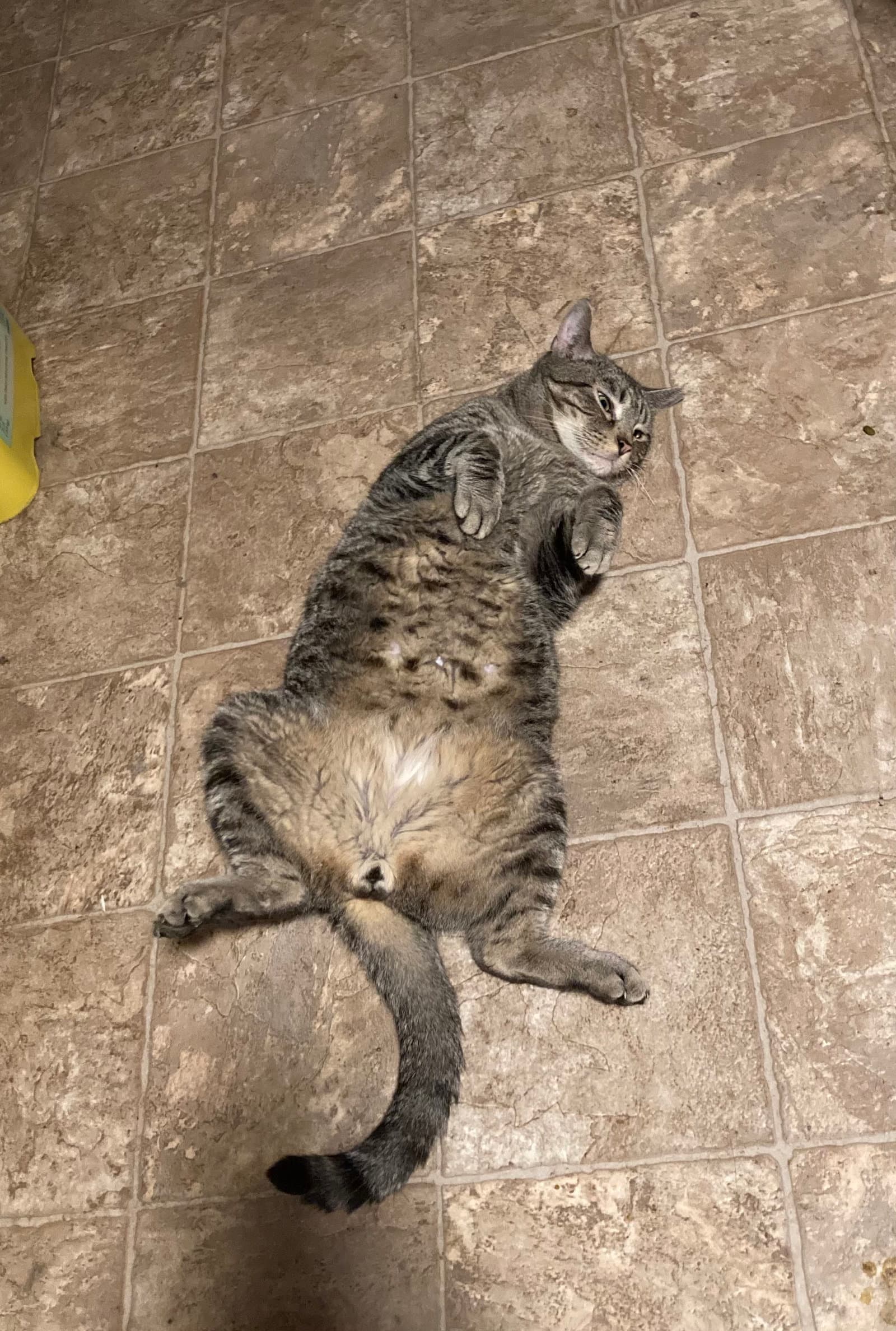Cosmo