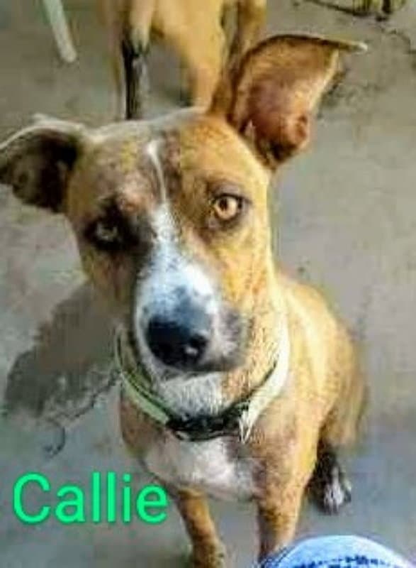 Callie (coming soon)