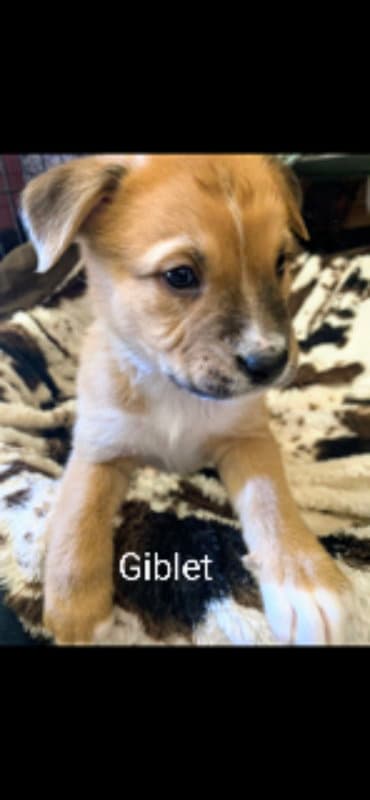 Giblet (coming soon)