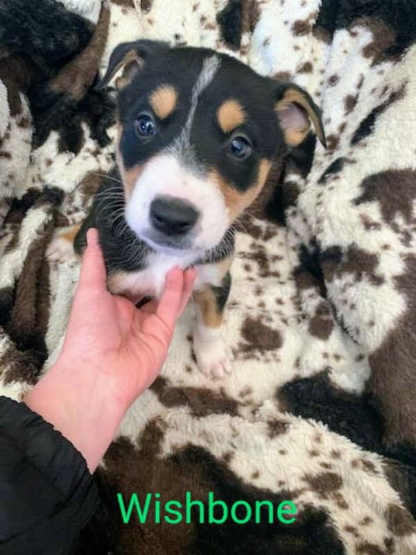 Wishbone (coming soon)