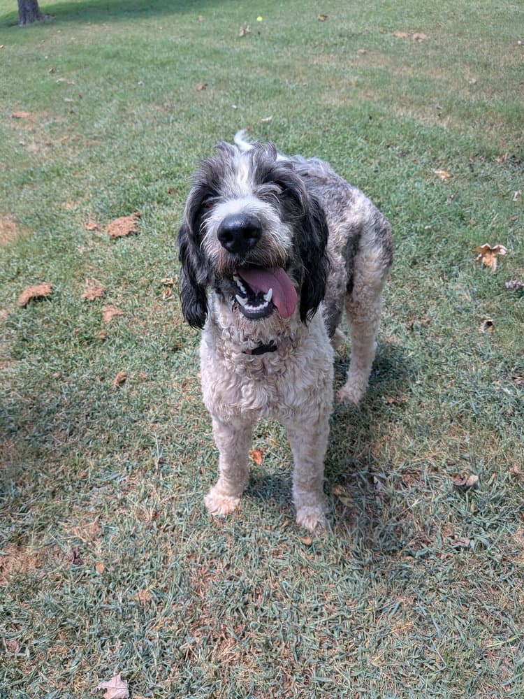 Mazie