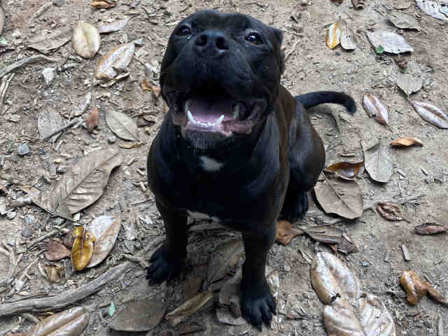 Ralphus