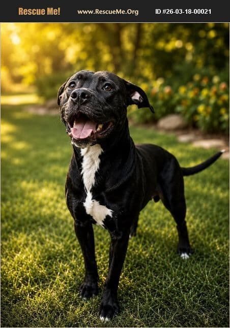 Odin