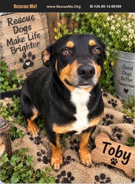 Toby