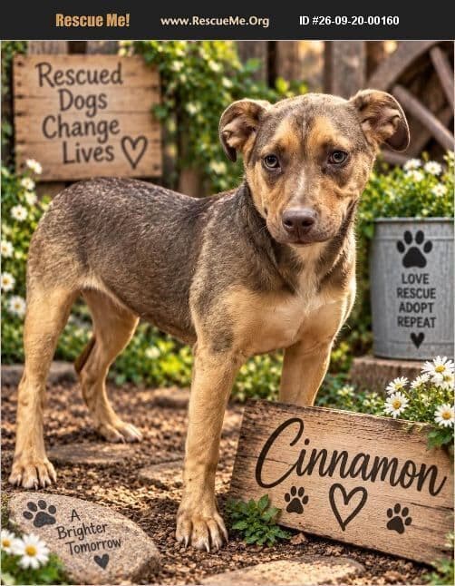 Cinnamon