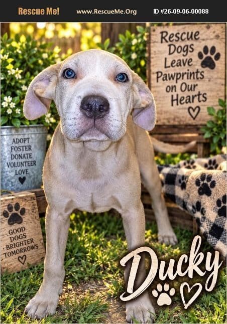Ducky