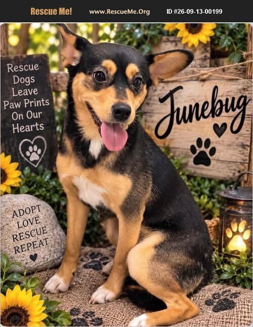 June Bug