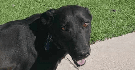 Sweetie - local - sf
