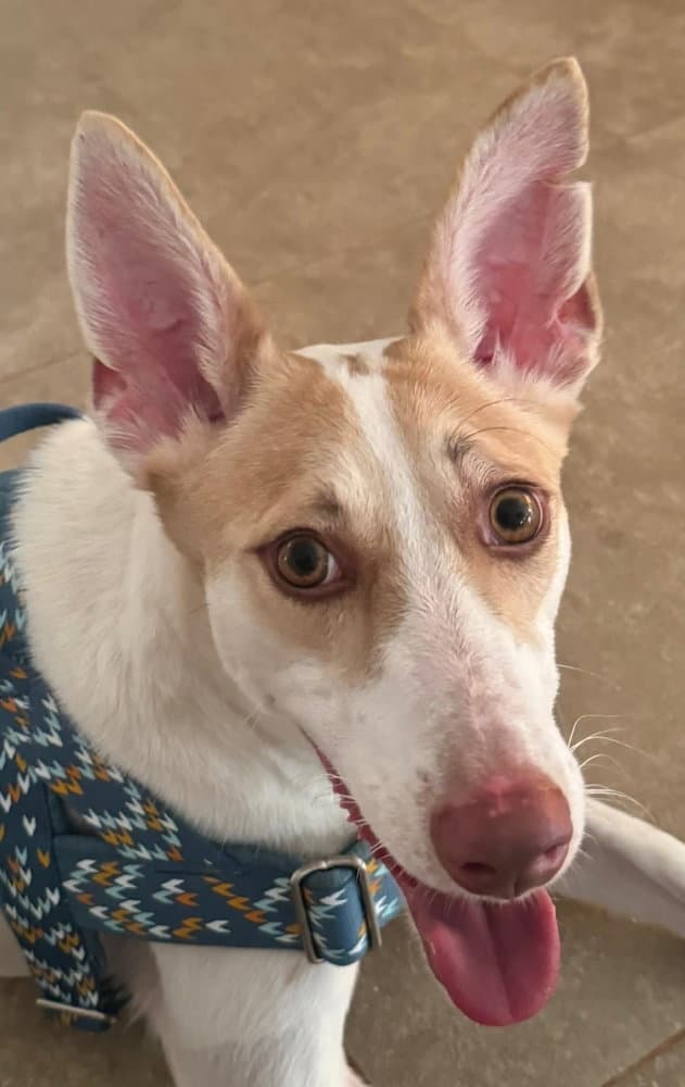 RINALDO (Oman) yo
