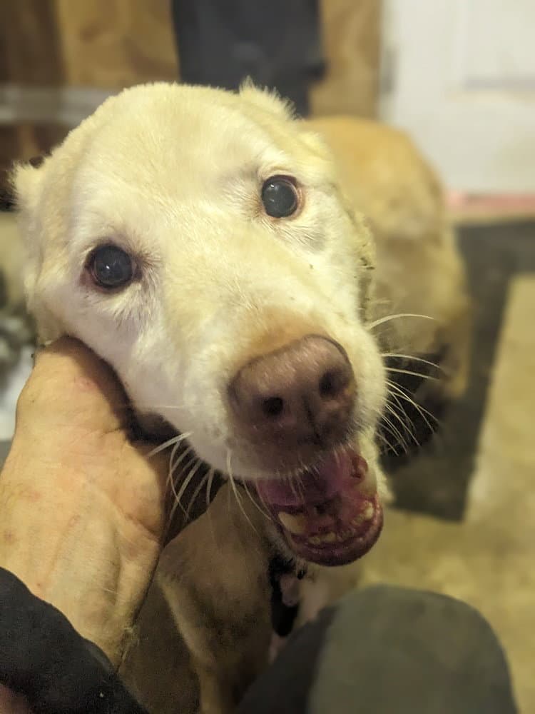 Nilla (Courtesy Post)