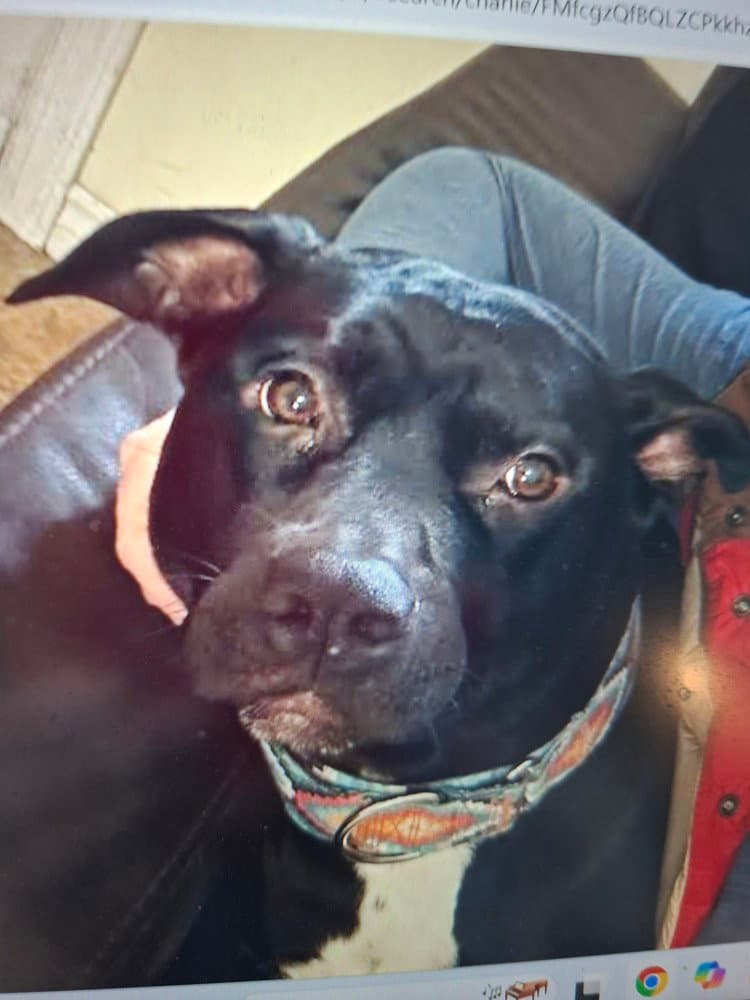 Charlie - (Kelowna BC) - sf