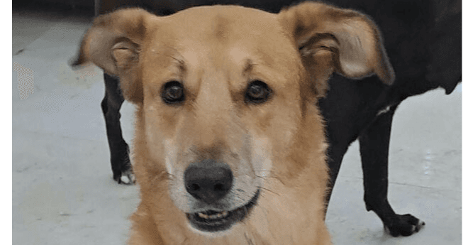 CLANCEY (Mid East) kt - Tripaw