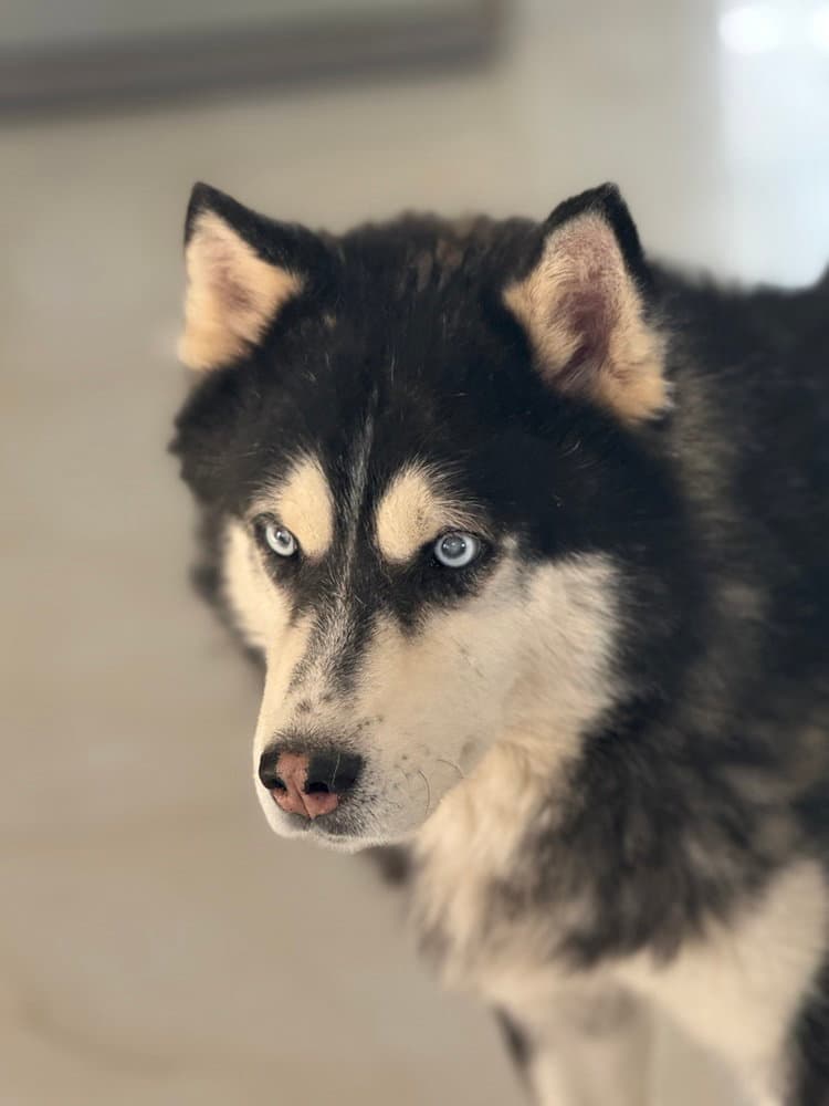 HANI (Mid-East) yo - Blind