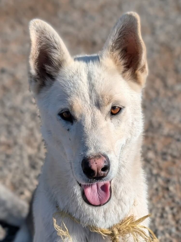 Diesel (Courtesy Post)