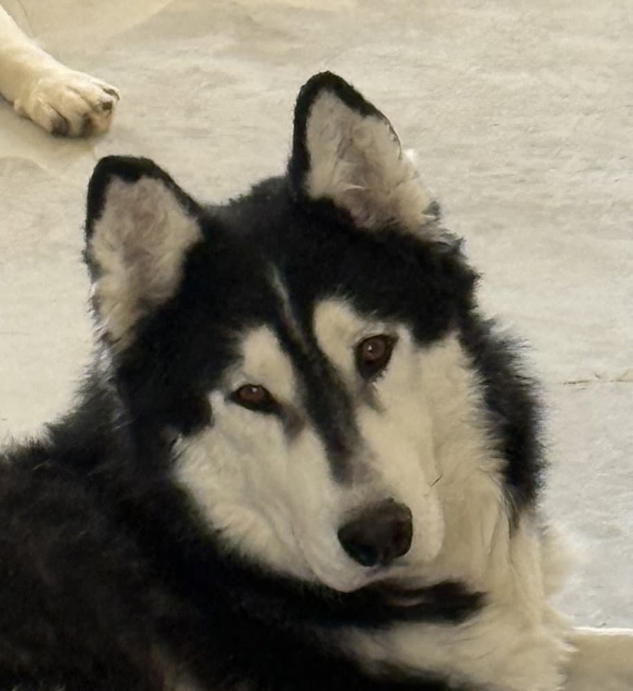 MUKLUK (Mid-East) yo