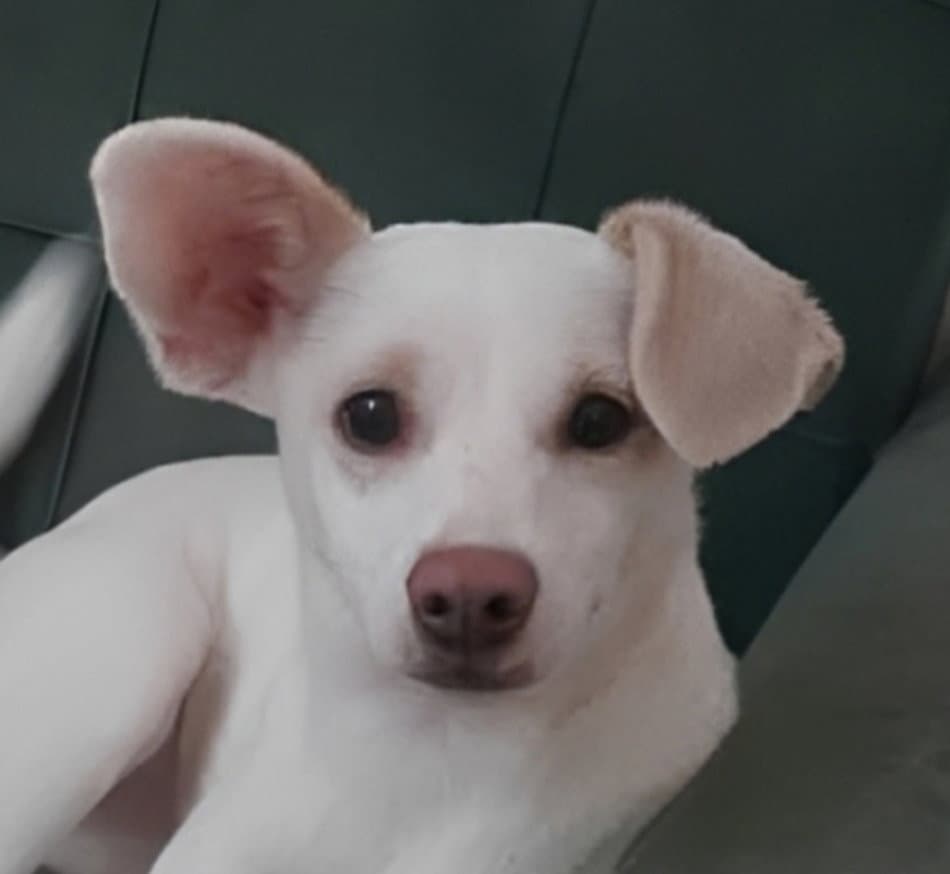 LUNARA (Mid-East) yo