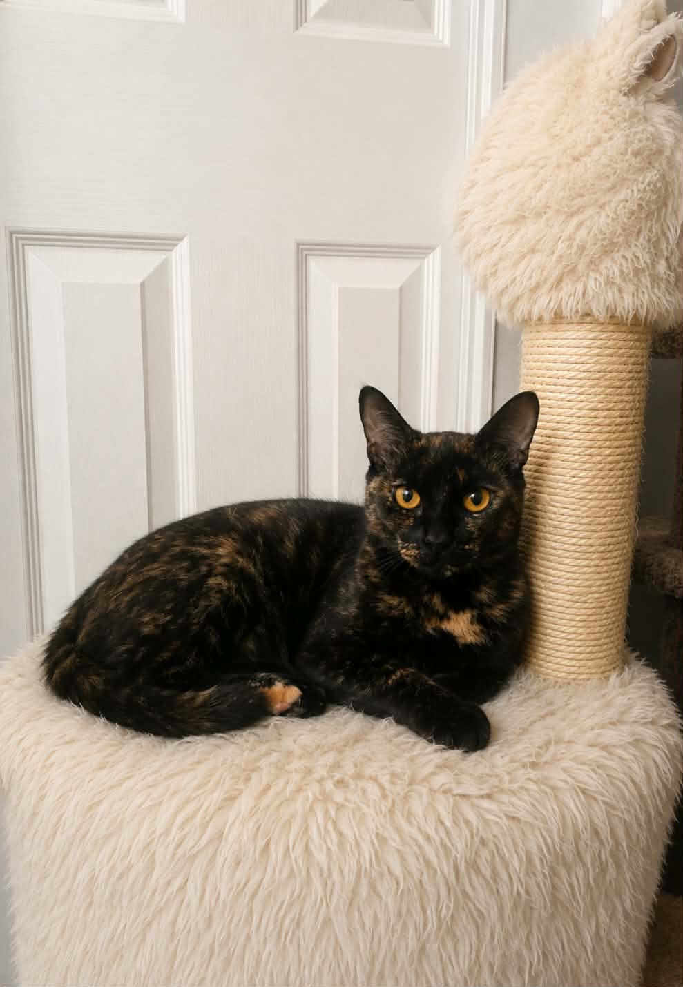 Gemma