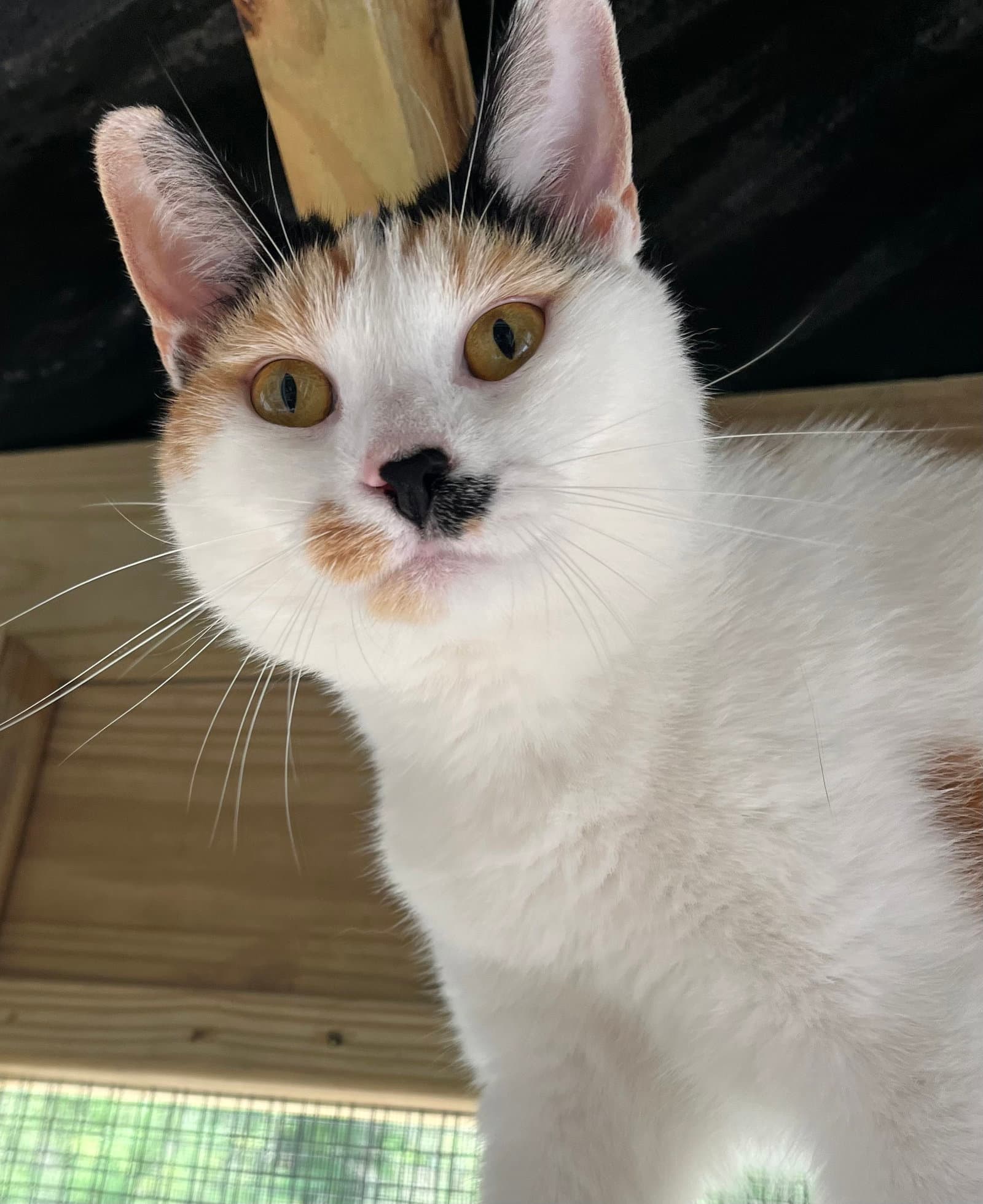 Chloe