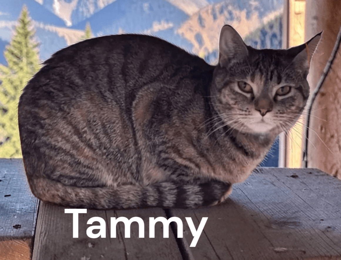 Tammy