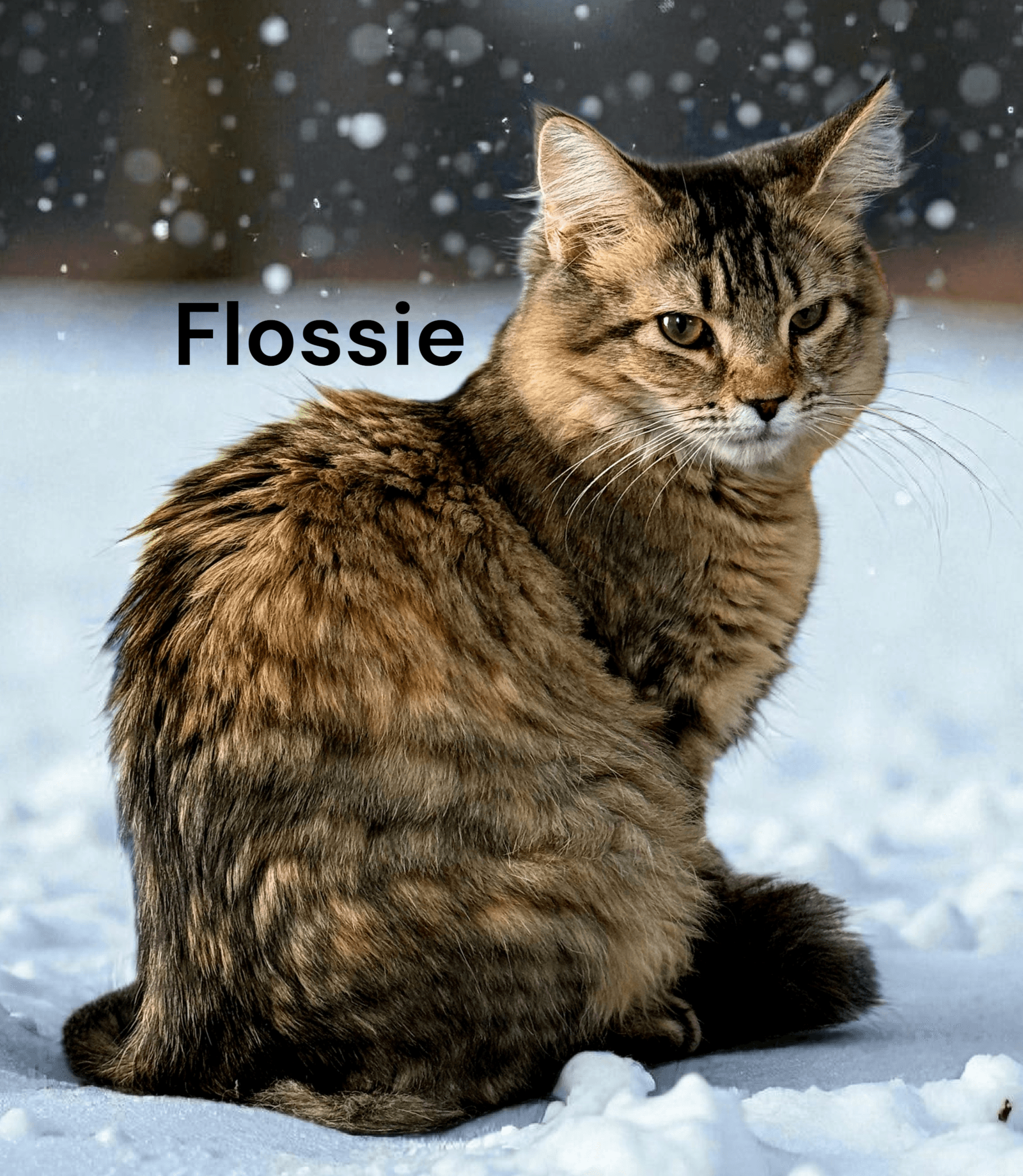 Flossie