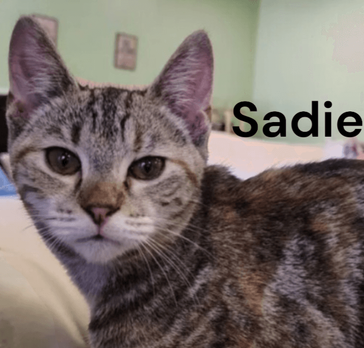 Sadie