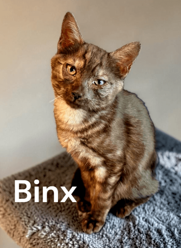 Binx
