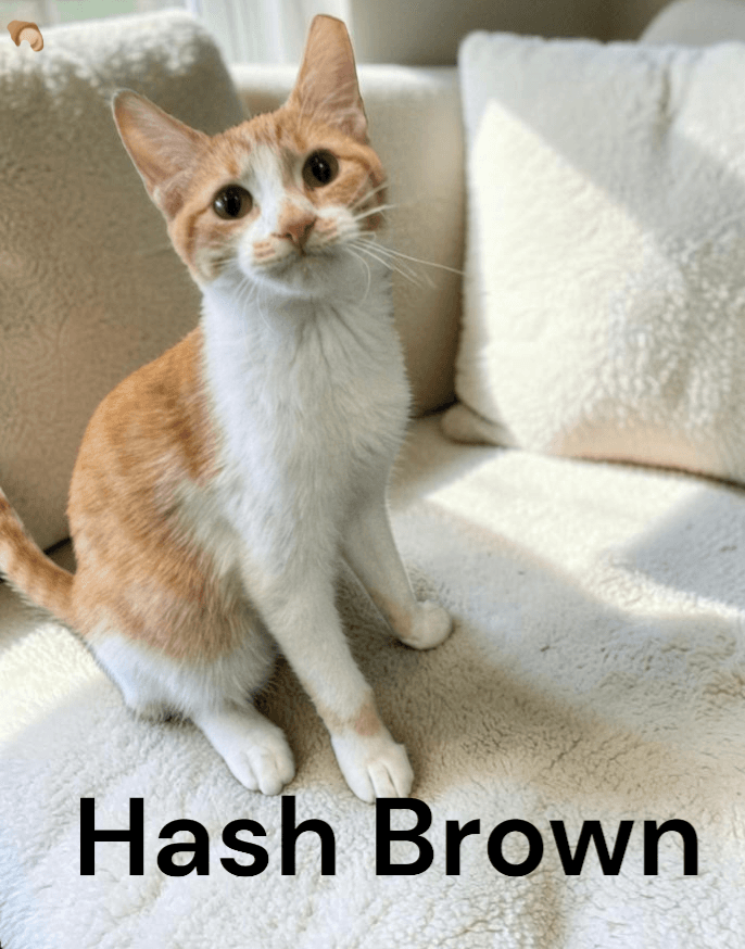 Hash Brown