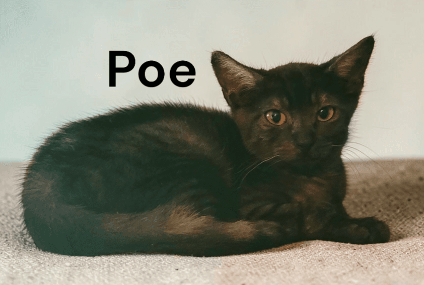 Poe