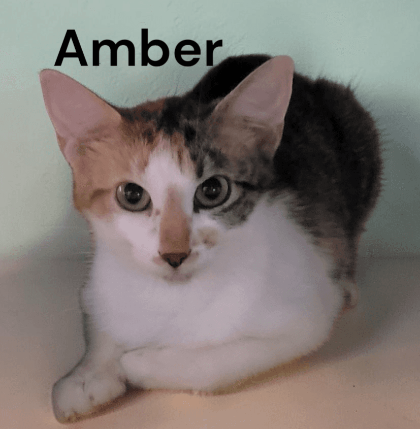 Amber