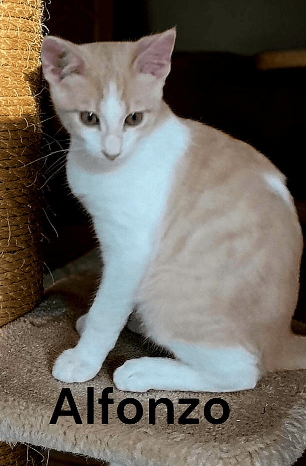 Alfonzo