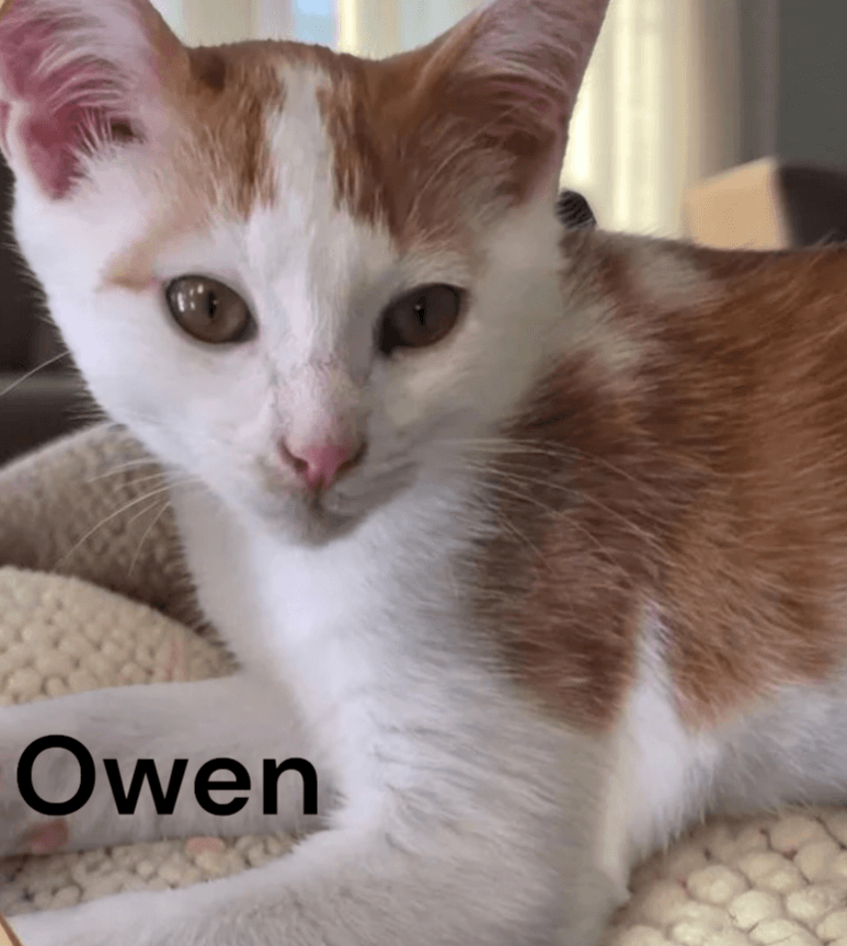 Owen