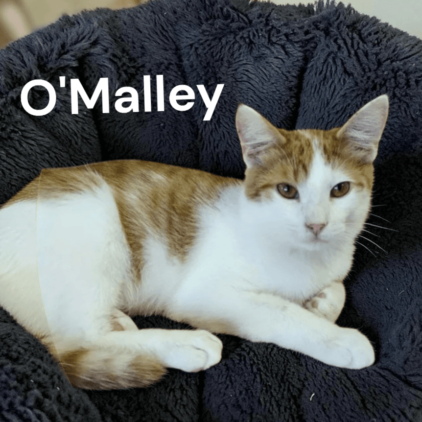 O'Malley