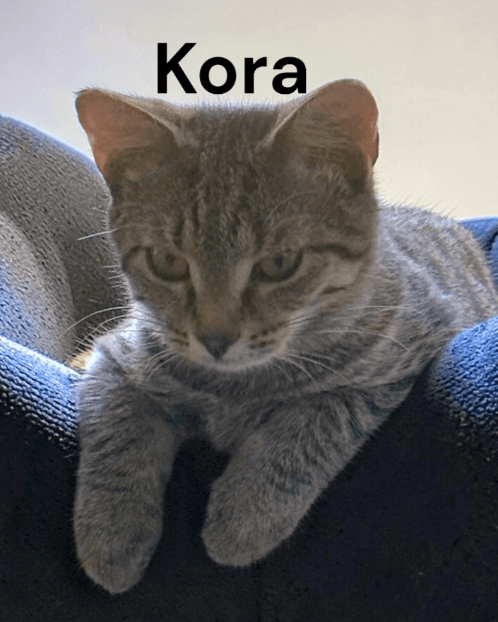 Kora