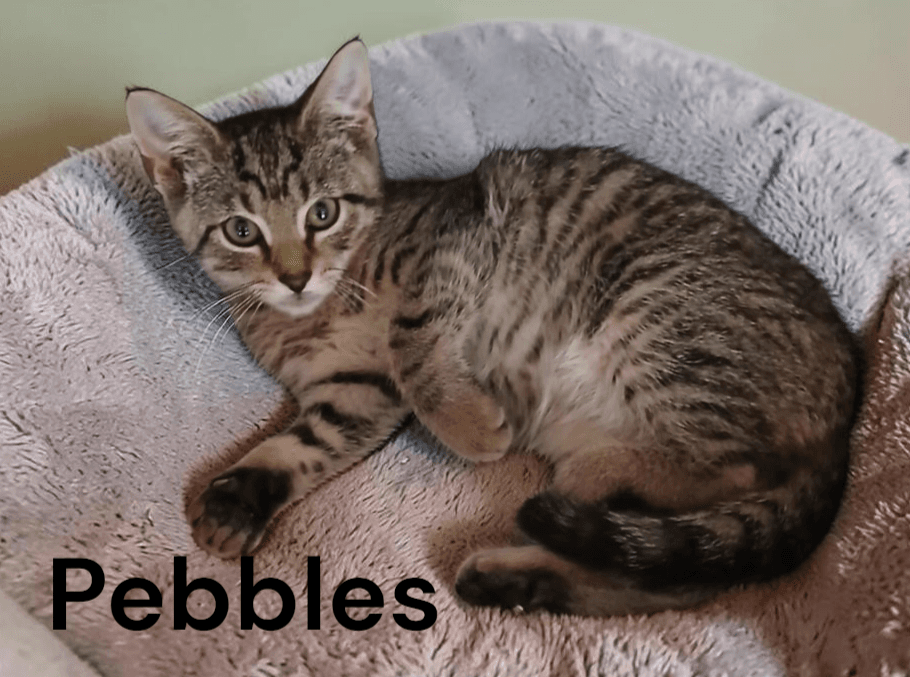 Pebbles