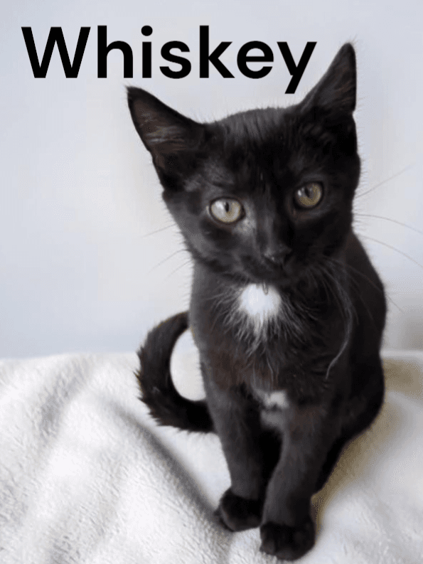 Whiskey