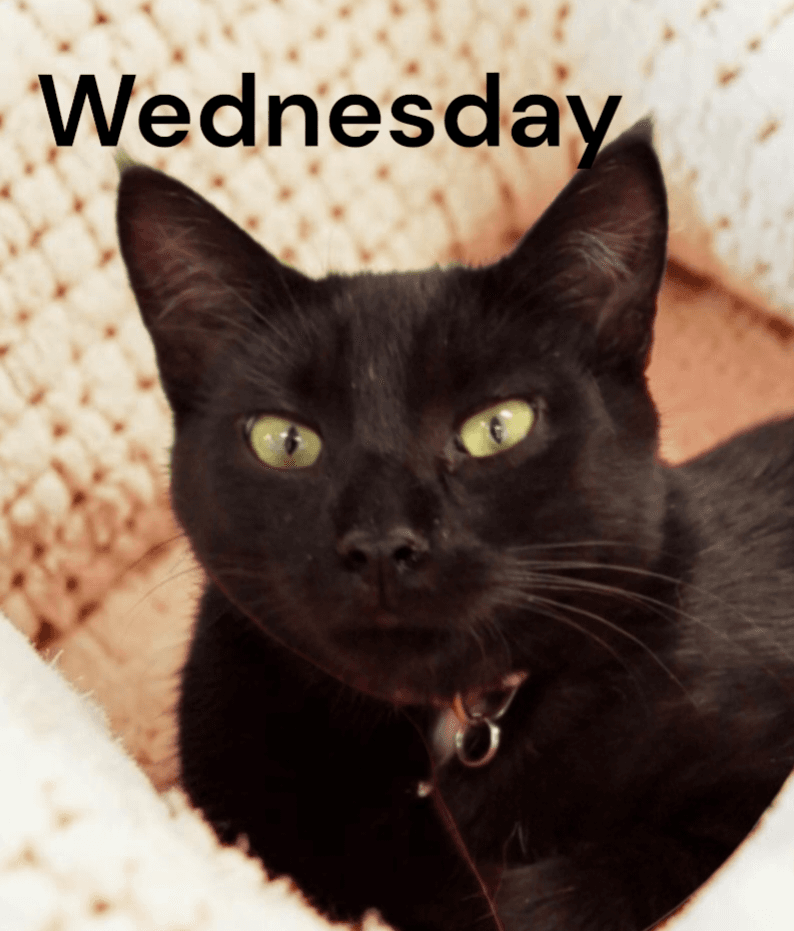 Wednesday