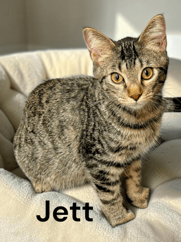 Jett