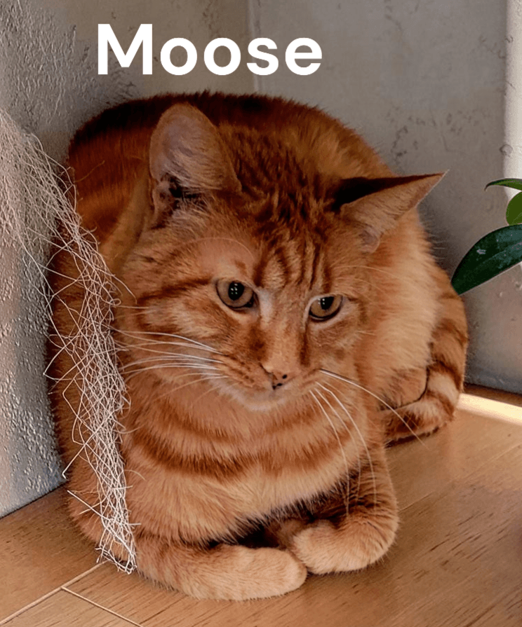 Moose