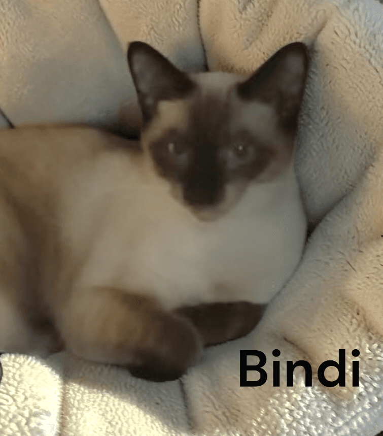 Bindi