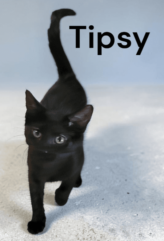 Tipsy