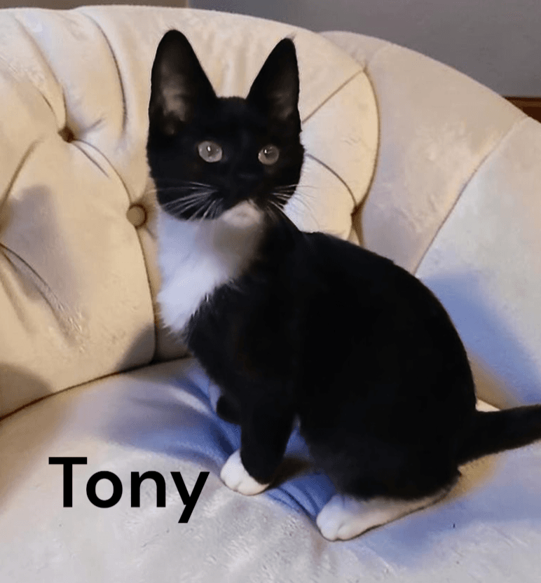 Tony