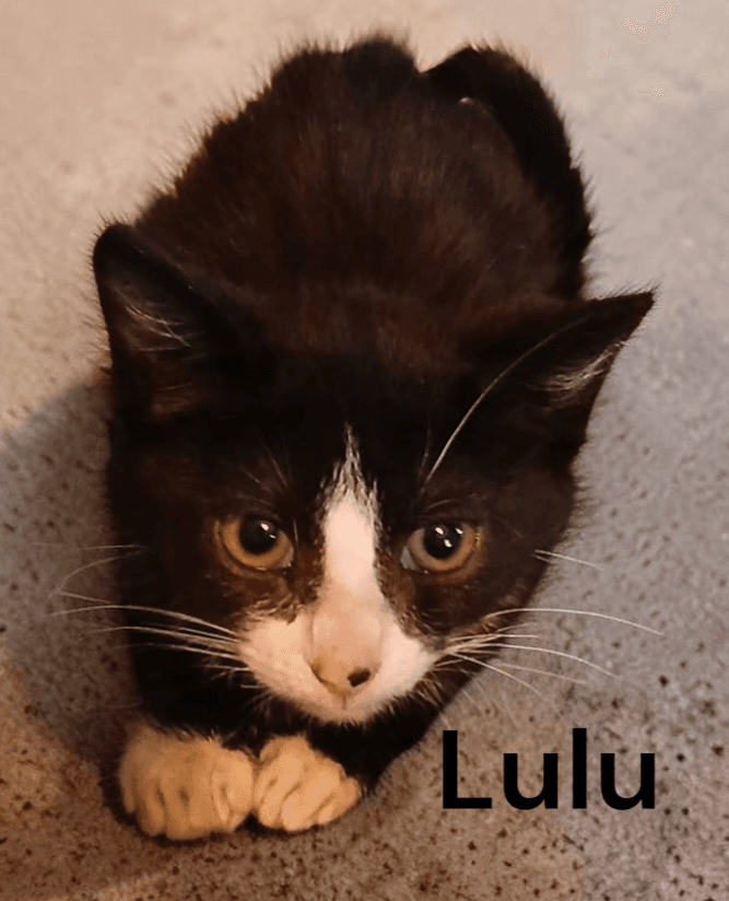 Lulu