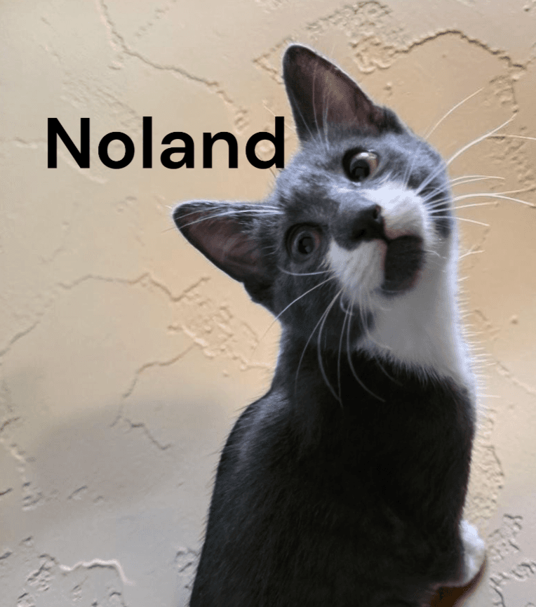 Noland