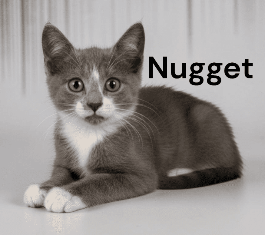 Nugget