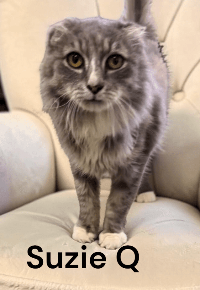 Suzie Q