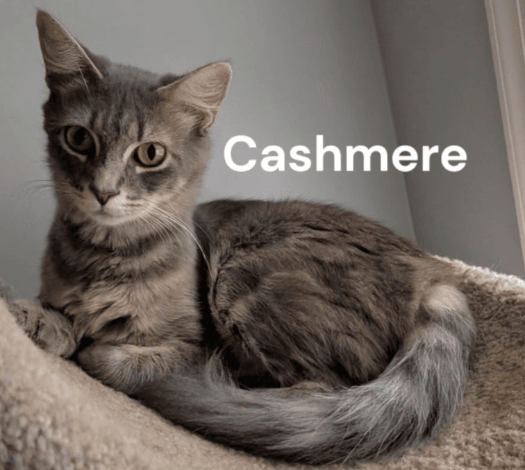Cashmere